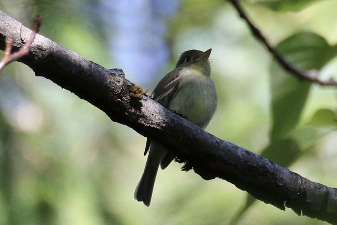Western Flycatcher (Pacific-slope) - ML464166041
