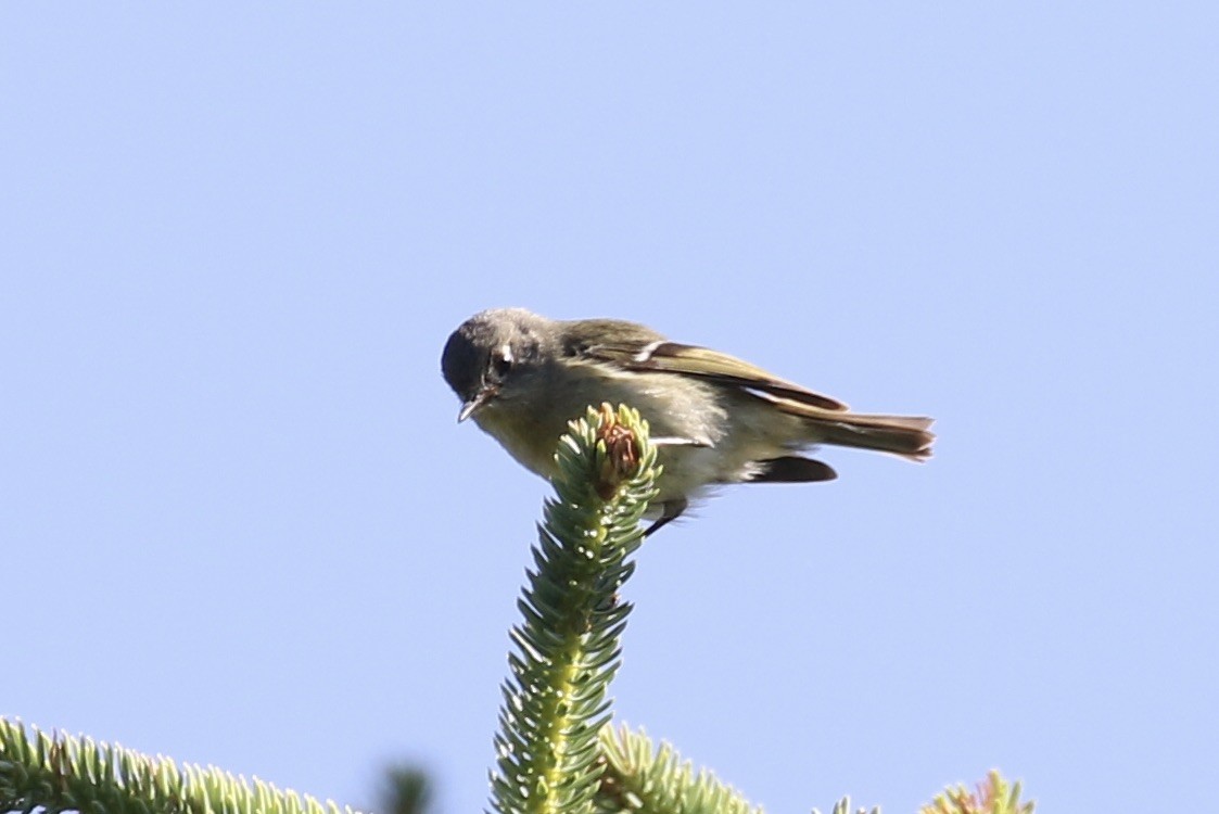 Rubingoldhähnchen - ML464166111