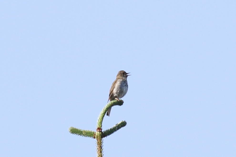 Hermit Thrush - ML464166171