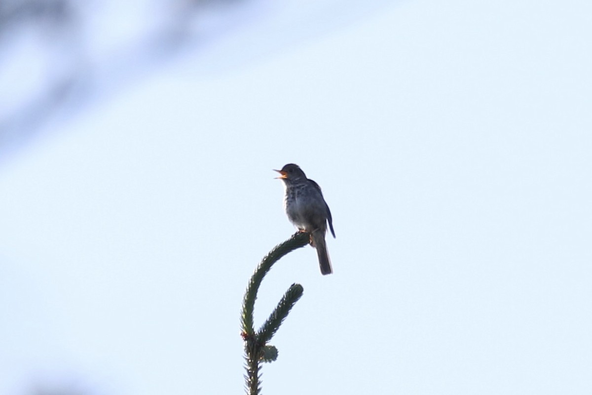 Hermit Thrush - ML464166181