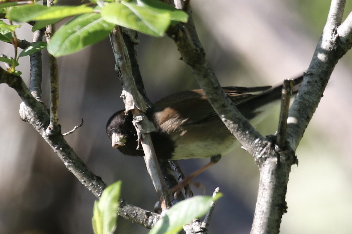 Dark-eyed Junco - ML464166211