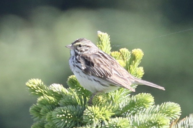 Savannah Sparrow - ML464166291