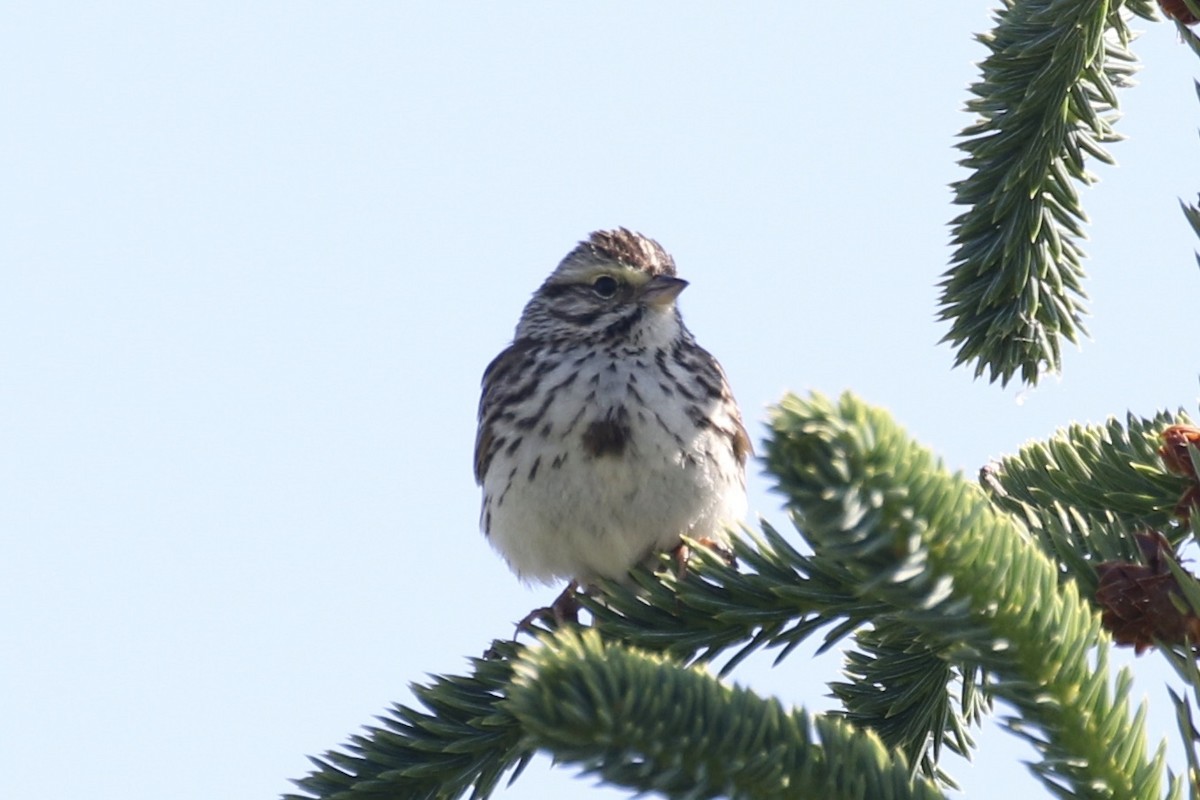 Savannah Sparrow - ML464166301