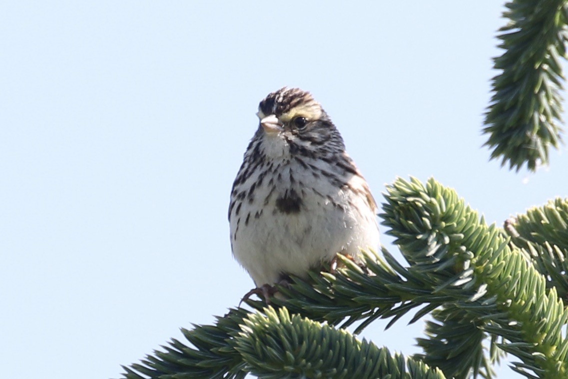 Savannah Sparrow - ML464166311