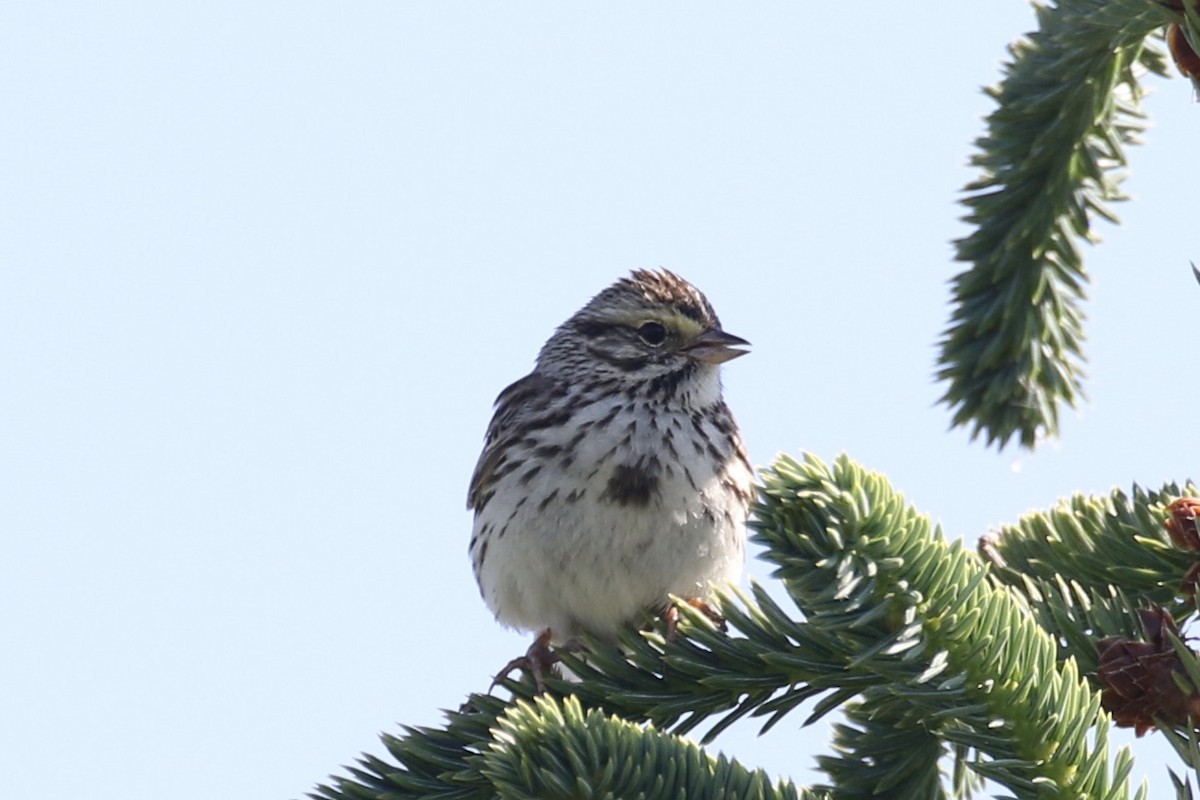 Savannah Sparrow - ML464166321
