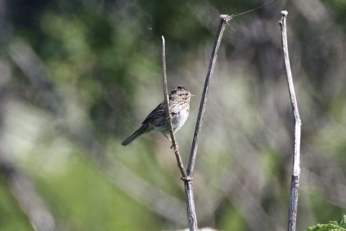 Lincoln's Sparrow - ML464166361