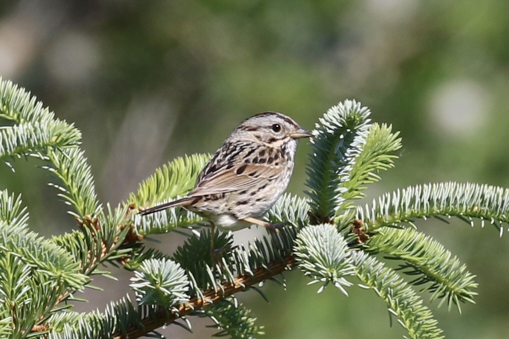 Lincoln's Sparrow - ML464166371
