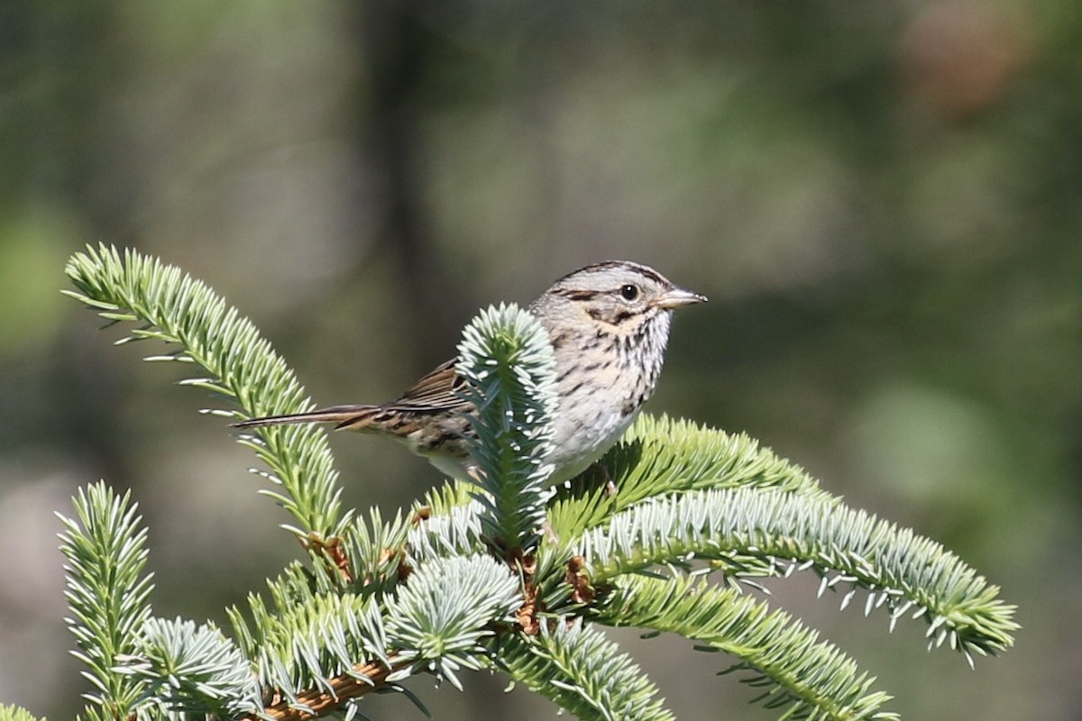 Lincoln's Sparrow - ML464166381