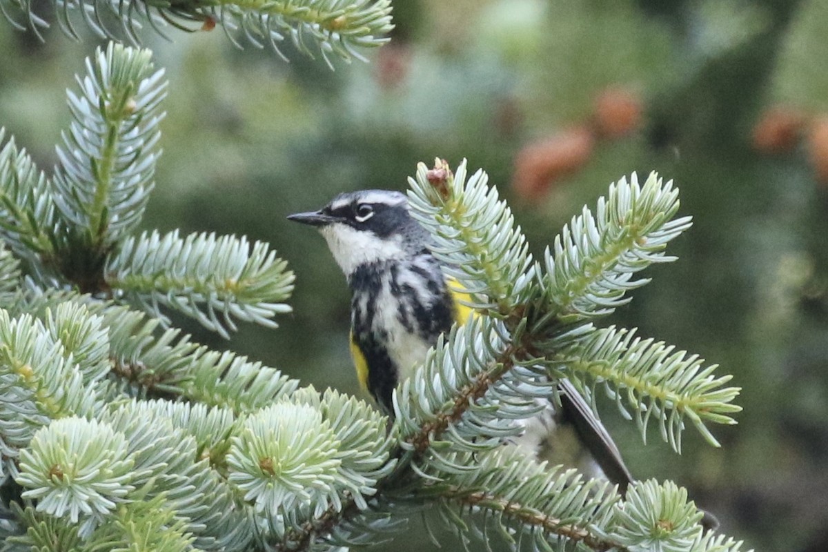 Yellow-rumped Warbler (Myrtle) - ML464166401