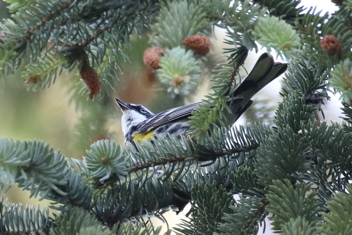 Yellow-rumped Warbler (Myrtle) - ML464166421