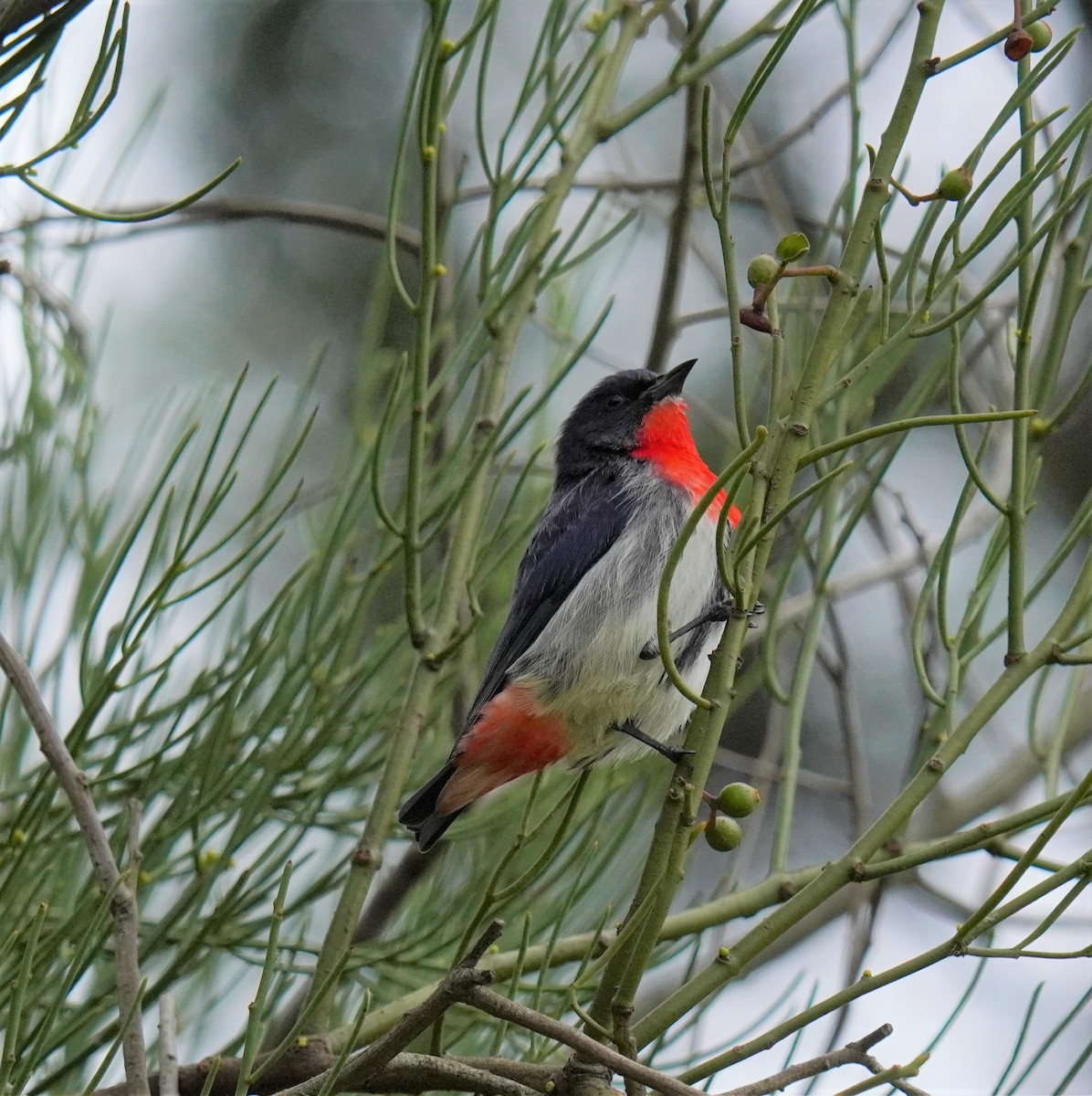 Mistletoebird - ML464168381