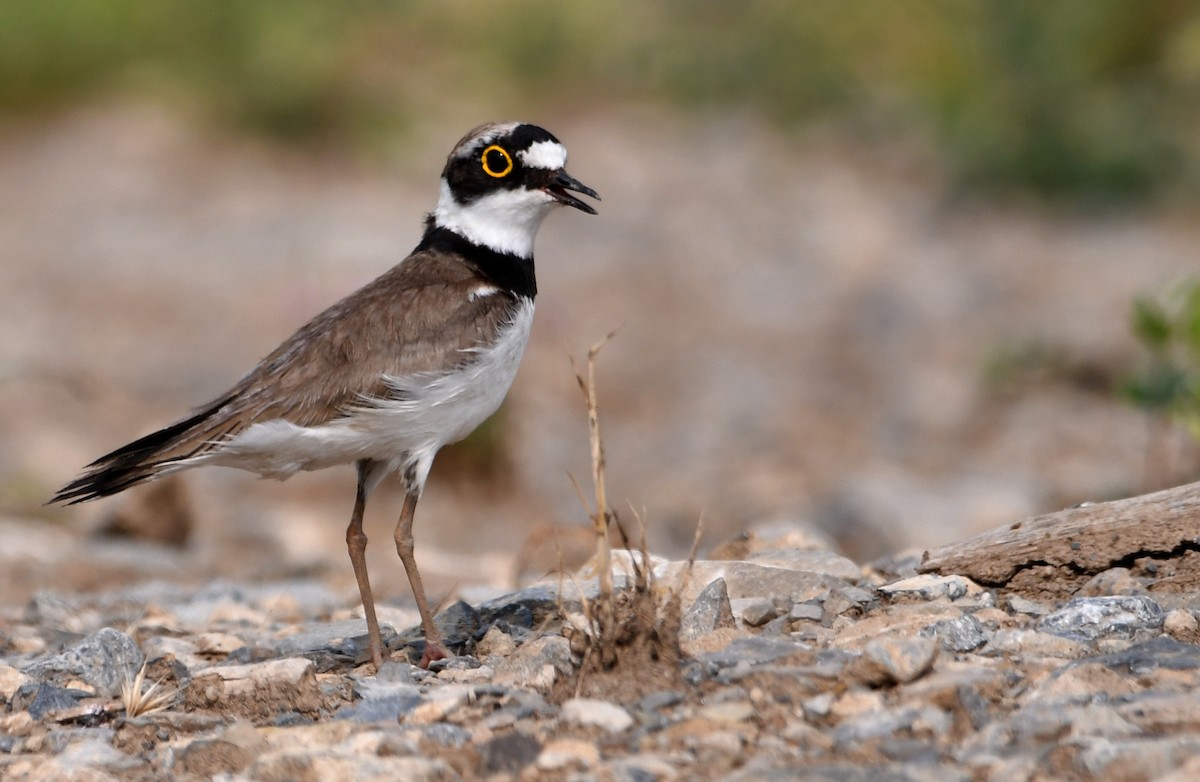 Little Ringed Plover - ML464168691