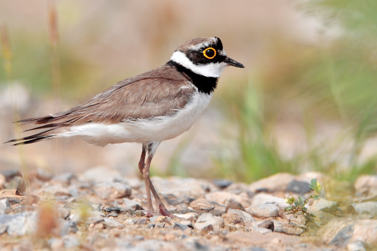 Little Ringed Plover - ML464168831