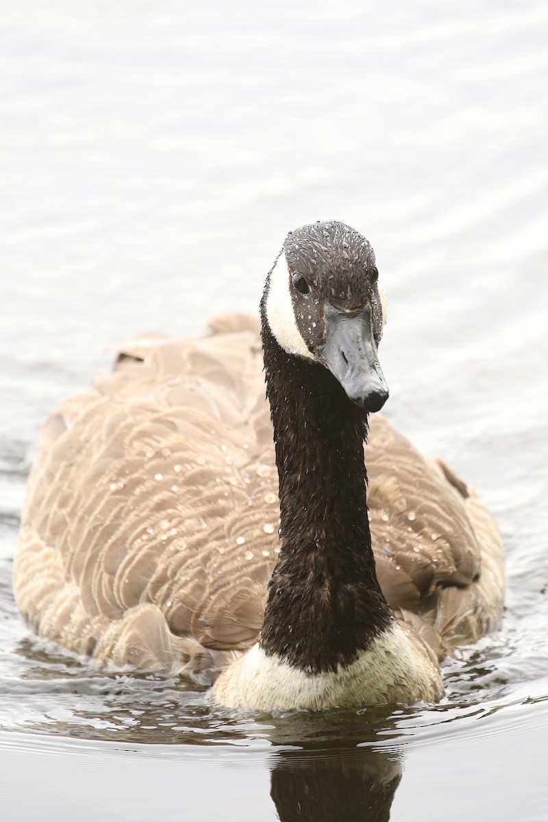 Canada Goose - ML464171461