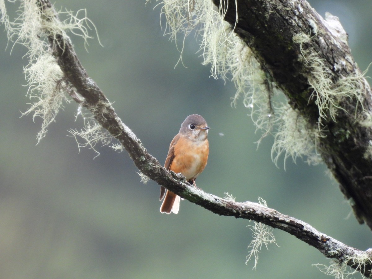 Gobemouche ferrugineux - ML464171931