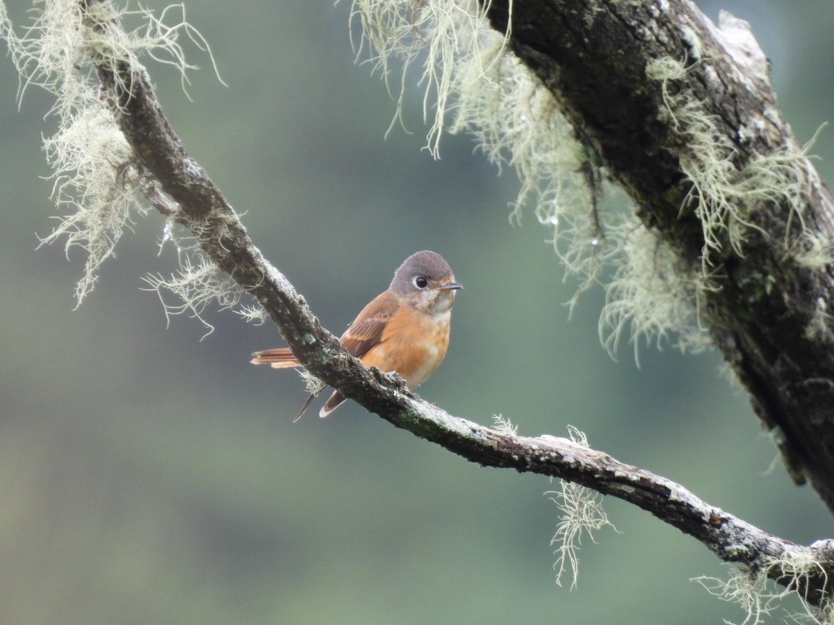 Ferruginous Flycatcher - 秉恆 成