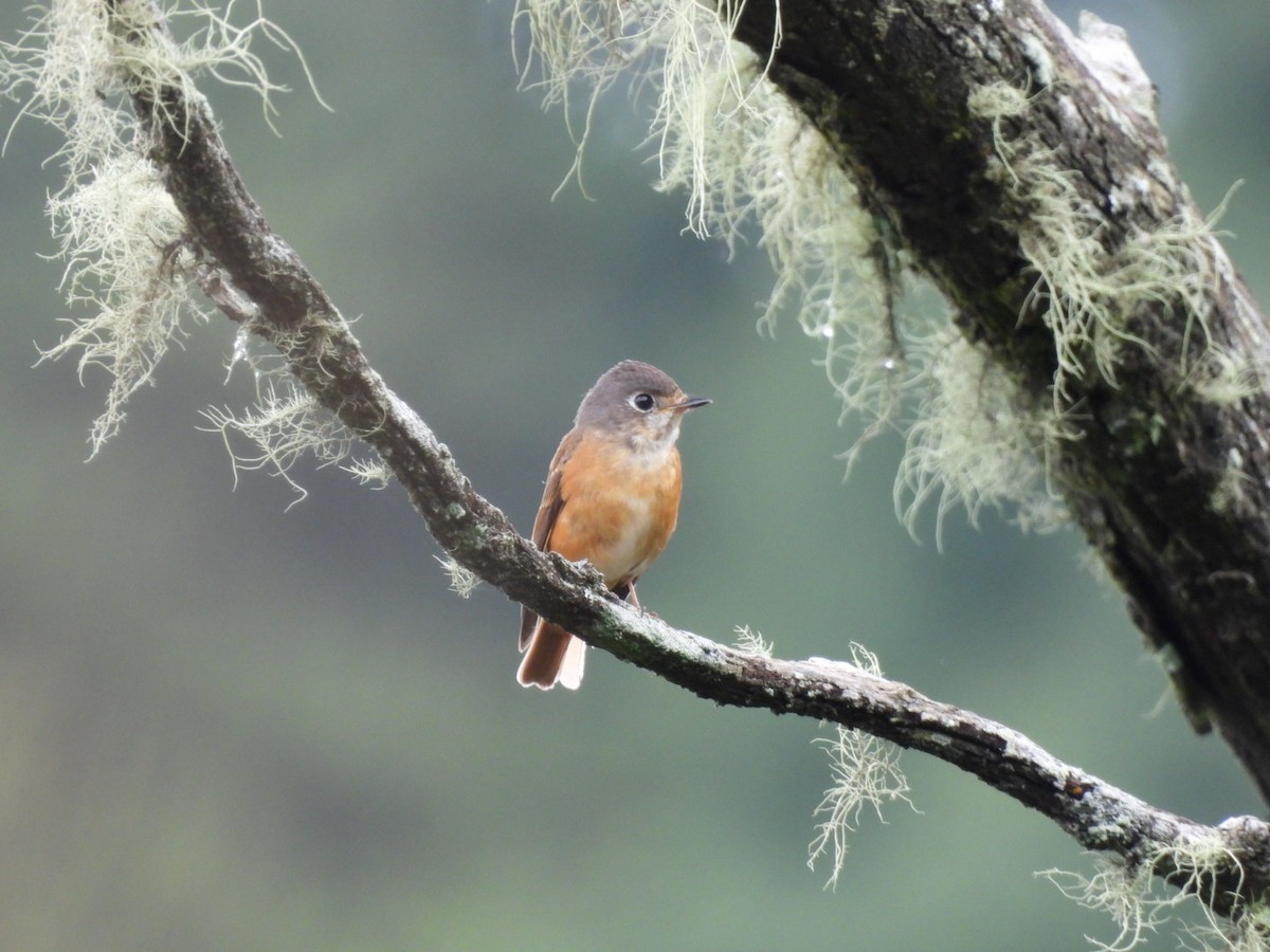 Gobemouche ferrugineux - ML464171951