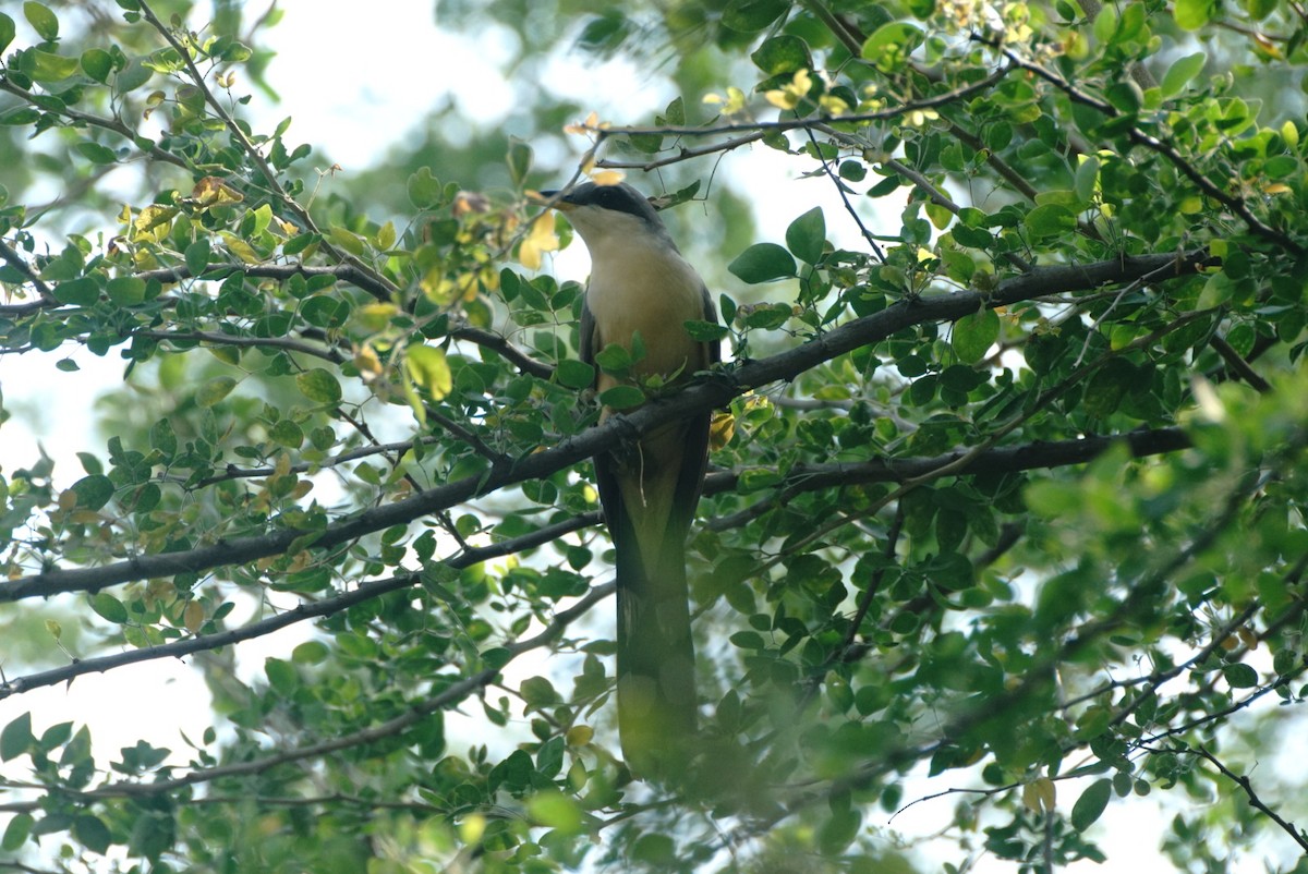 Mangrove Cuckoo - ML464173621