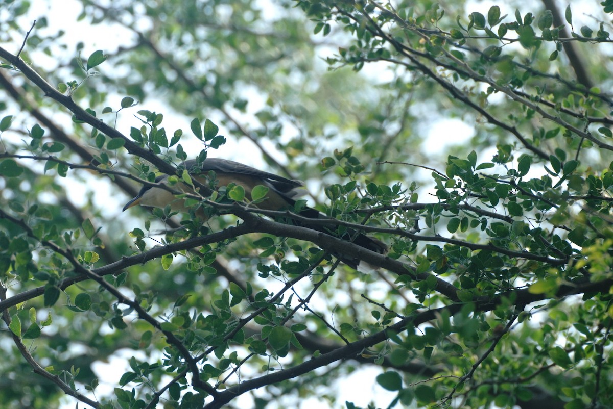 Mangrove Cuckoo - ML464173631