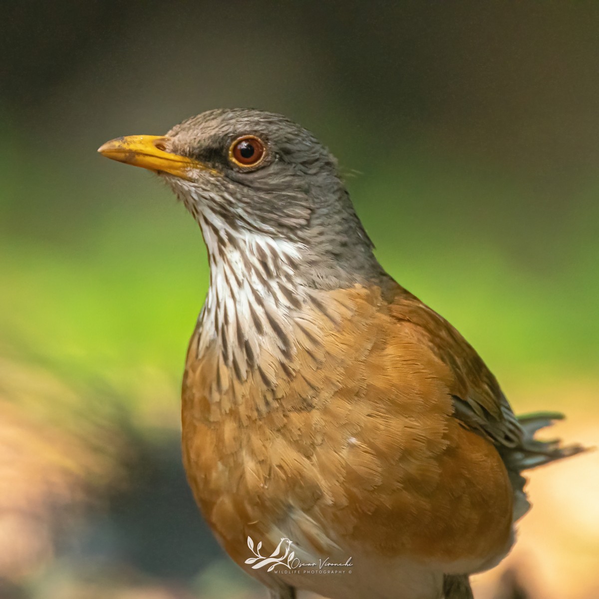 Rufous-backed Robin - ML464174041