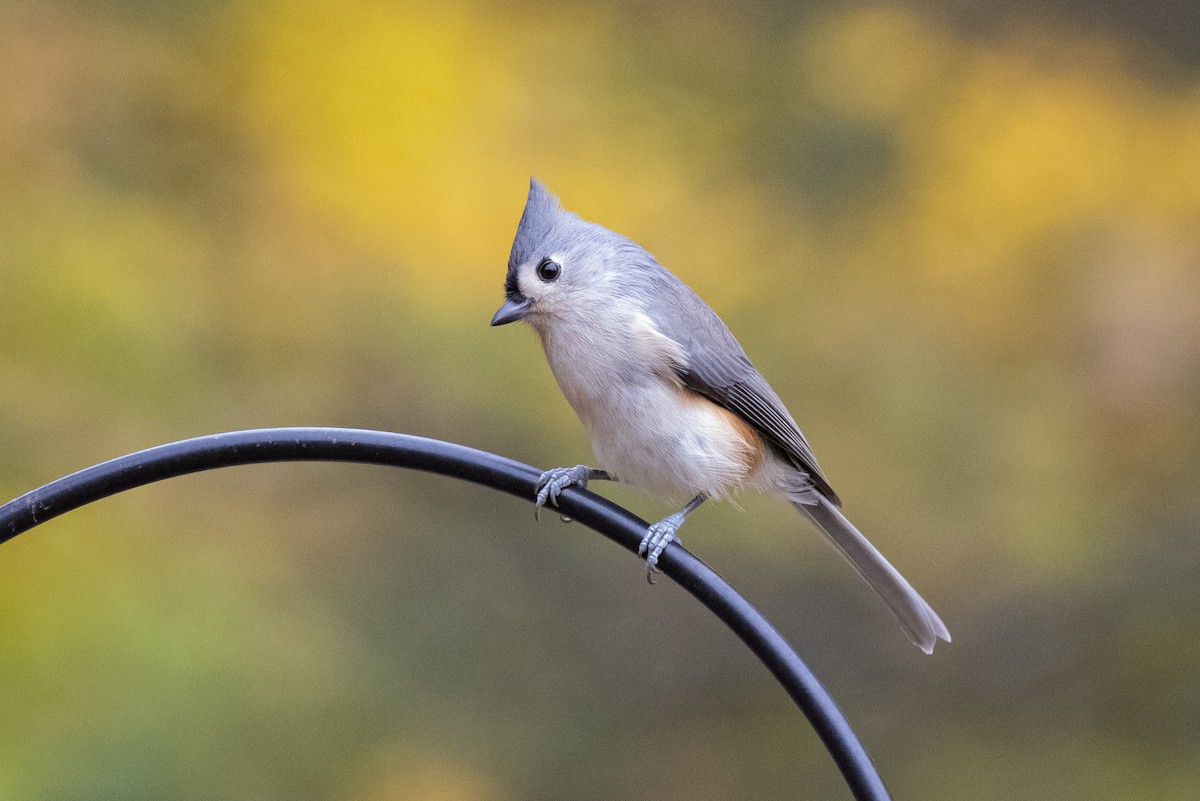 Tufted Titmouse - ML464174771