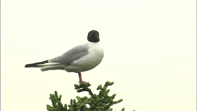 Bonaparte's Gull - ML464175