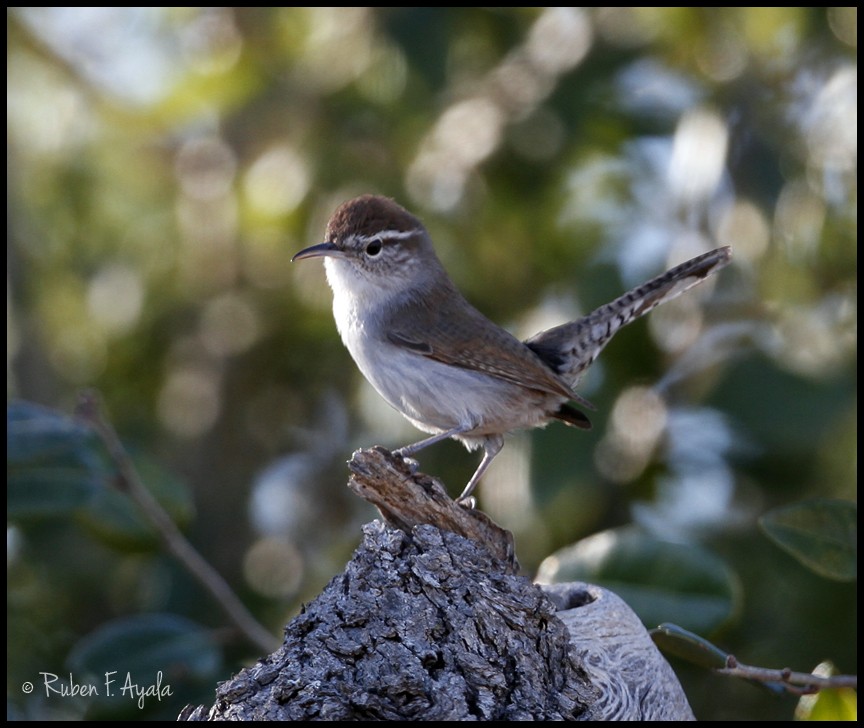 Bewick's Wren - ML46417501