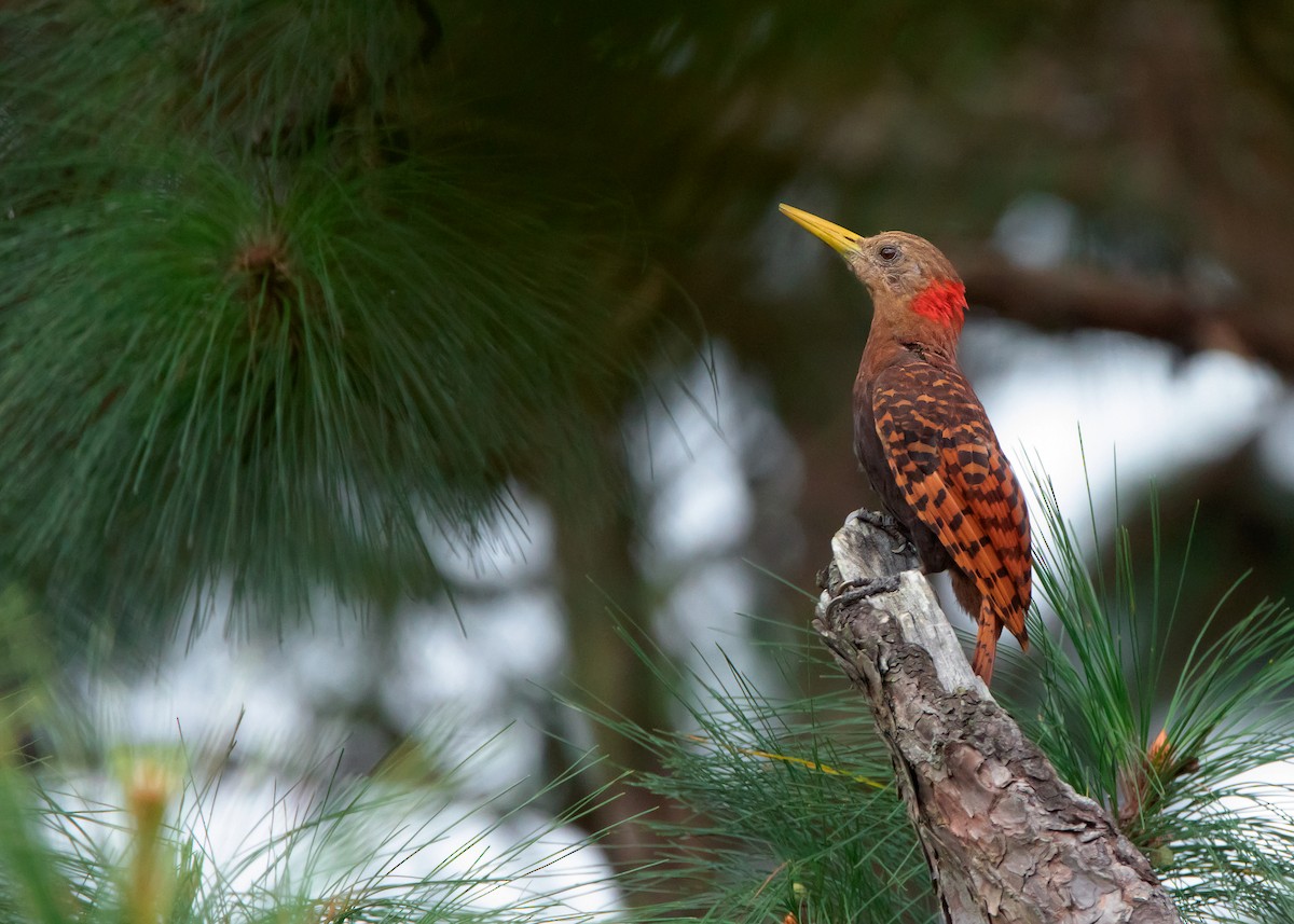 Bay Woodpecker - ML464175501