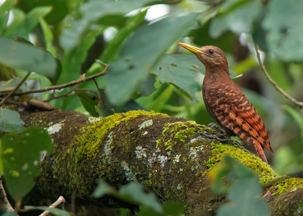 Bay Woodpecker - Ayuwat Jearwattanakanok