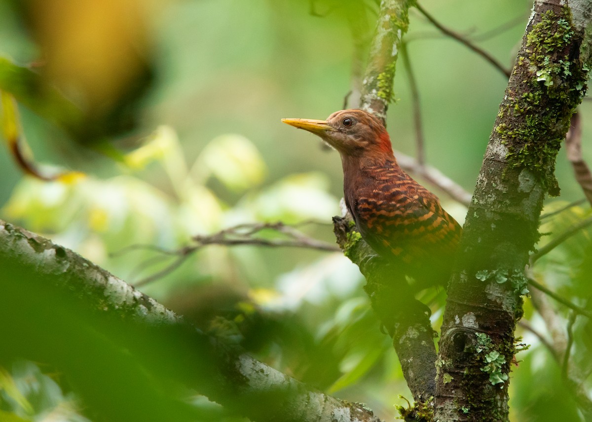 Bay Woodpecker - Ayuwat Jearwattanakanok