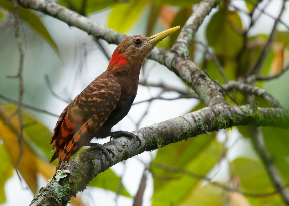 Bay Woodpecker - ML464175751