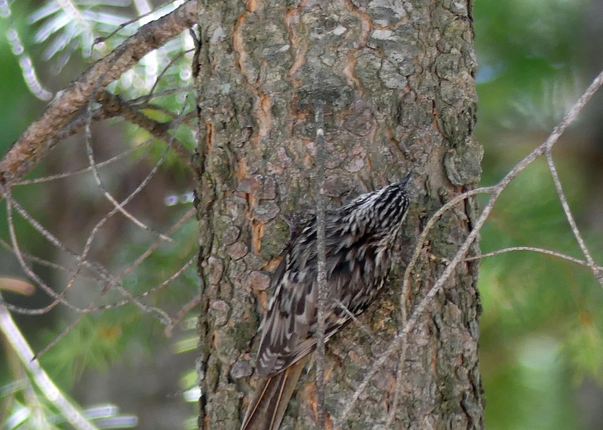 Brown Creeper - ML464176091