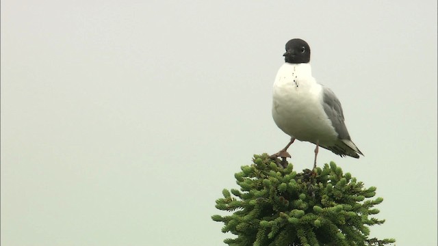 Bonaparte's Gull - ML464177