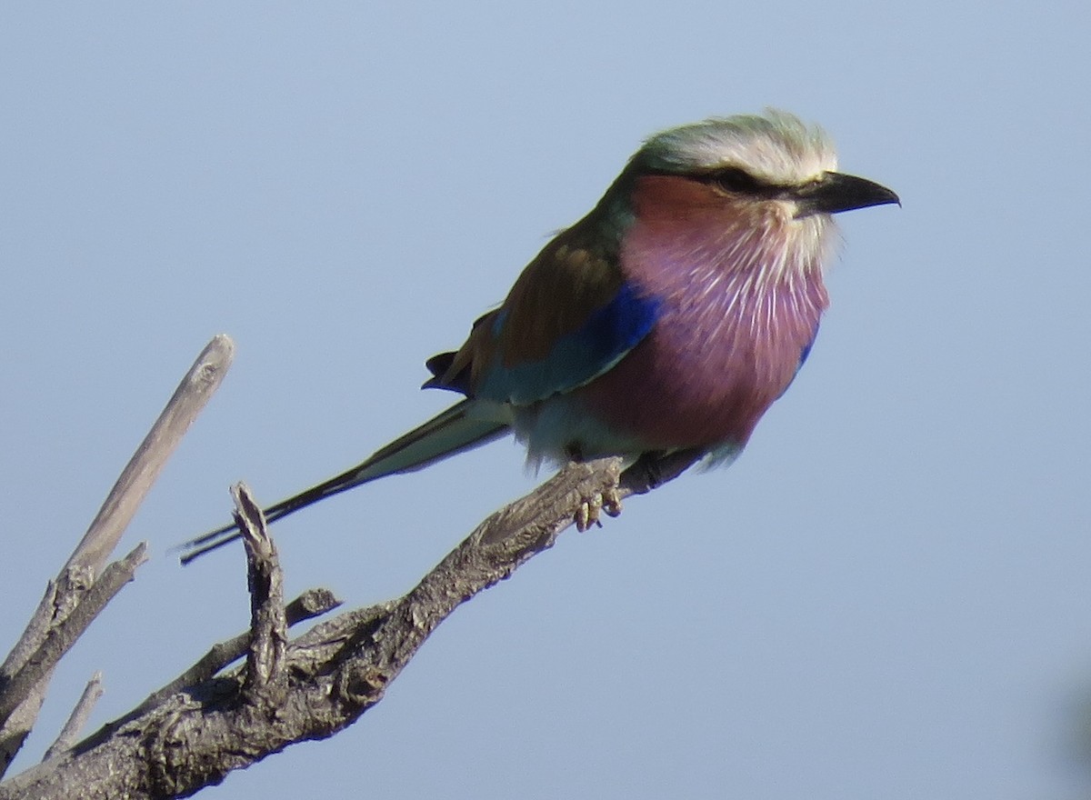 Lilac-breasted Roller - ML464178391
