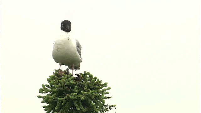 Bonaparte's Gull - ML464179