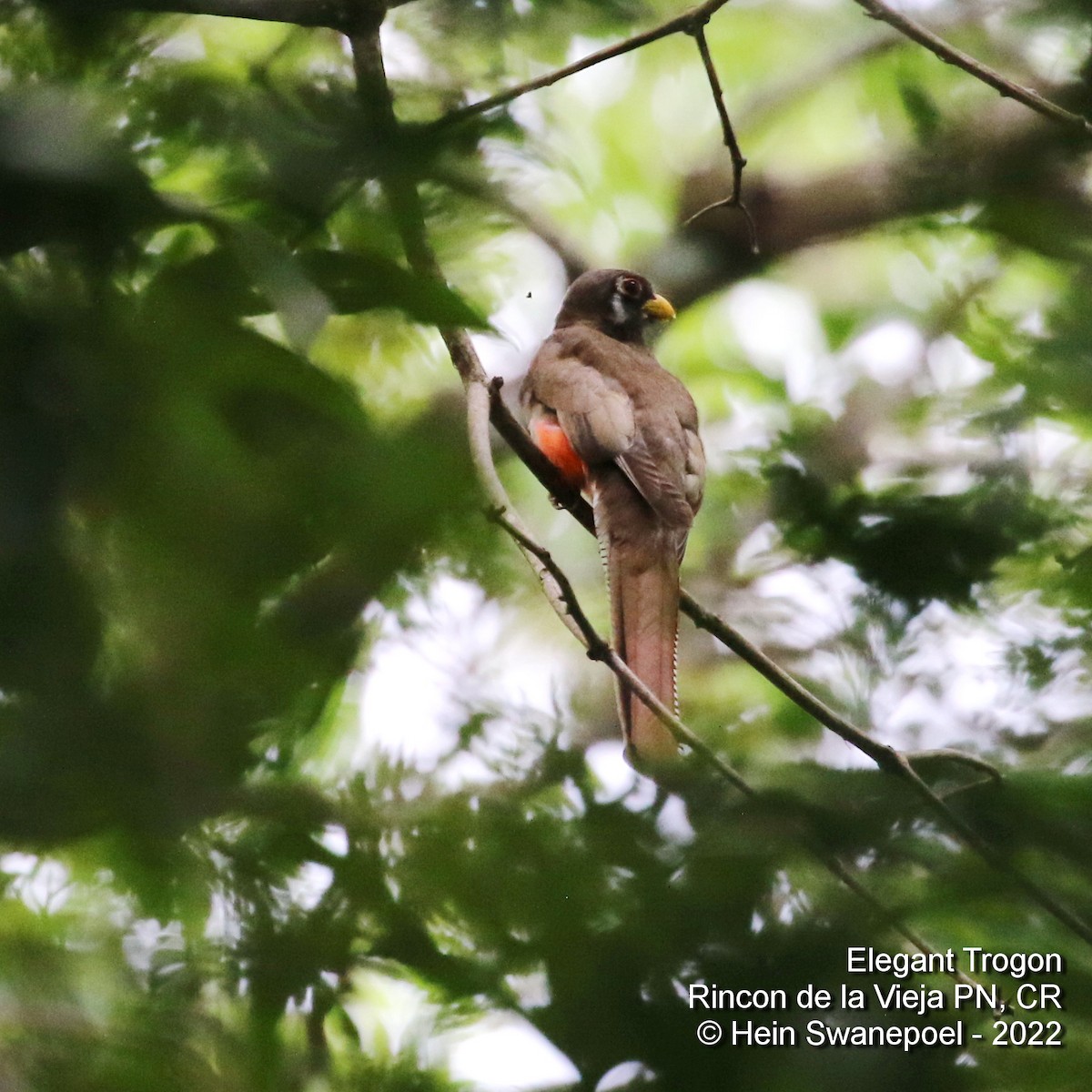 Elegant Trogon - Hendrik Swanepoel