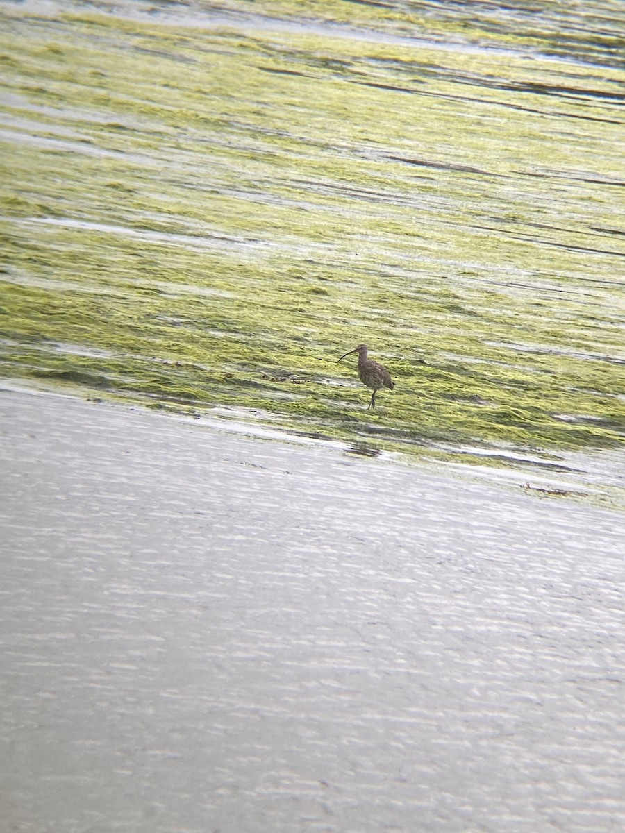 Eurasian Curlew - ML464179891
