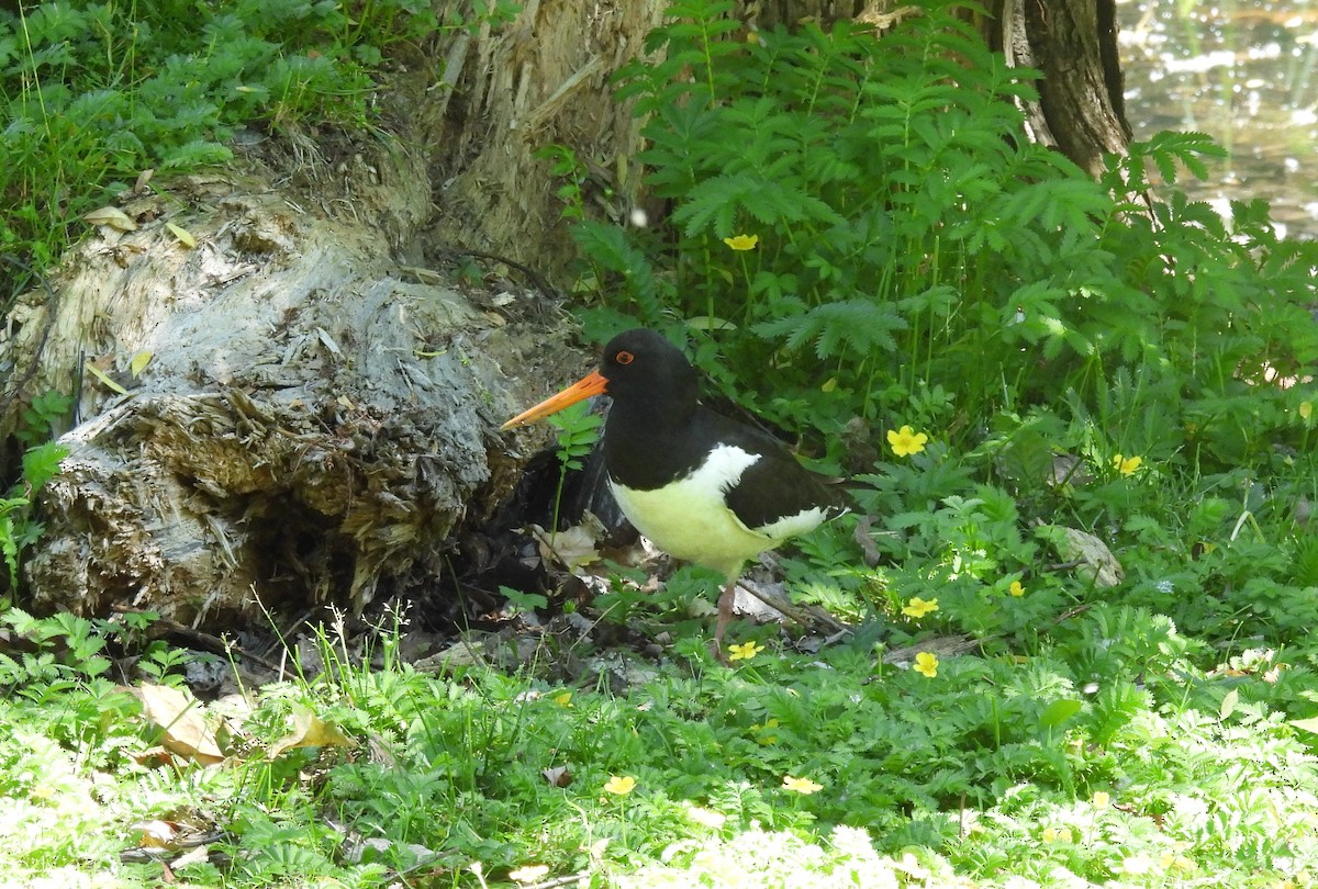 Eurasian Oystercatcher - ML464180251