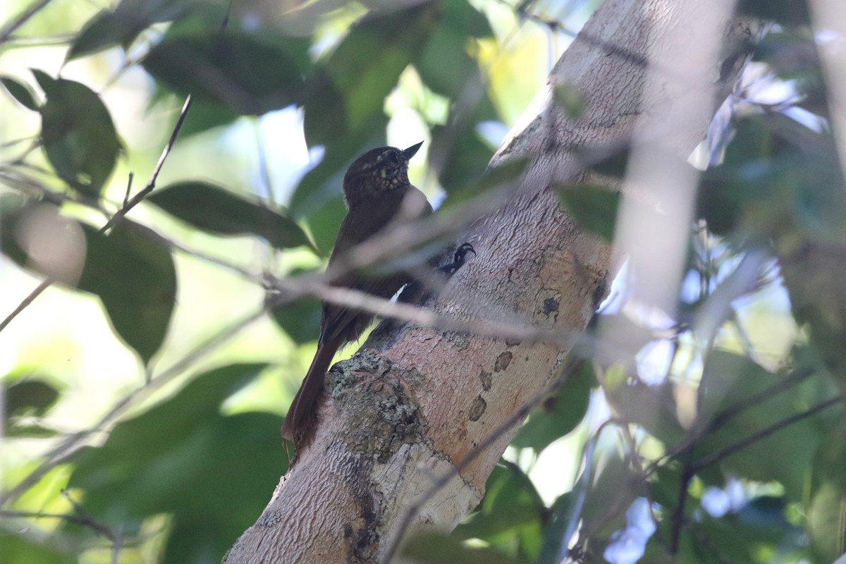 Wedge-billed Woodcreeper (cuneatus Group) - ML464182681