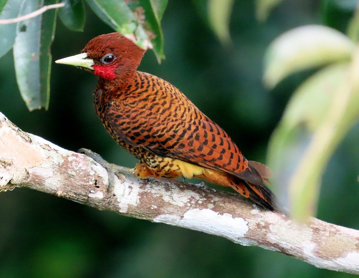 Waved Woodpecker (Scale-breasted) - ML464183741