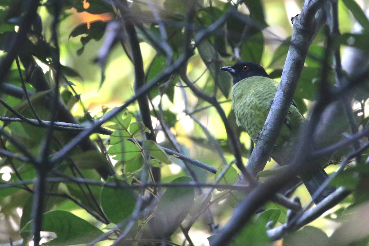 Black-headed Berryeater - ML464184051