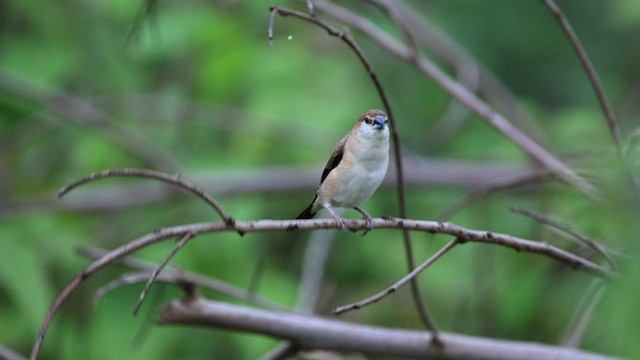 Indian Silverbill - ML464184891