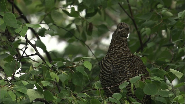 Spruce Grouse (Spruce) - ML464188