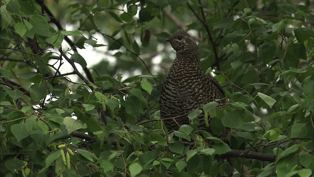 Spruce Grouse (Spruce) - ML464189