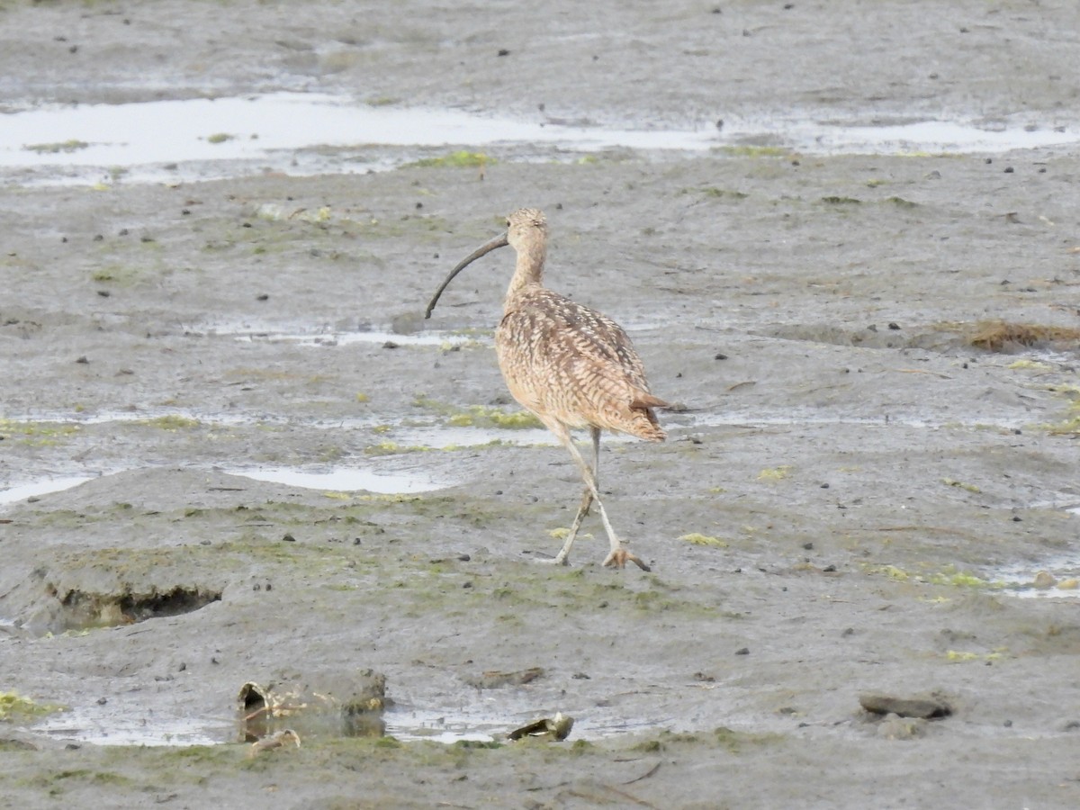 Long-billed Curlew - ML464189001