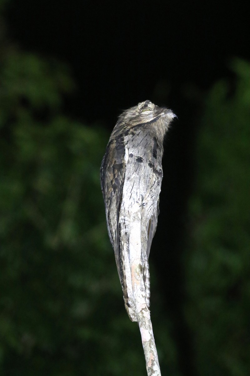 Common Potoo - Daniel Branch