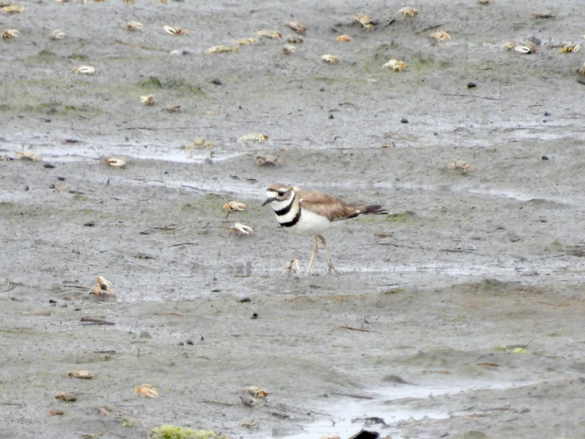 Killdeer - ML464189211