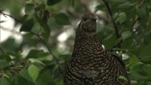 Spruce Grouse (Spruce) - ML464190