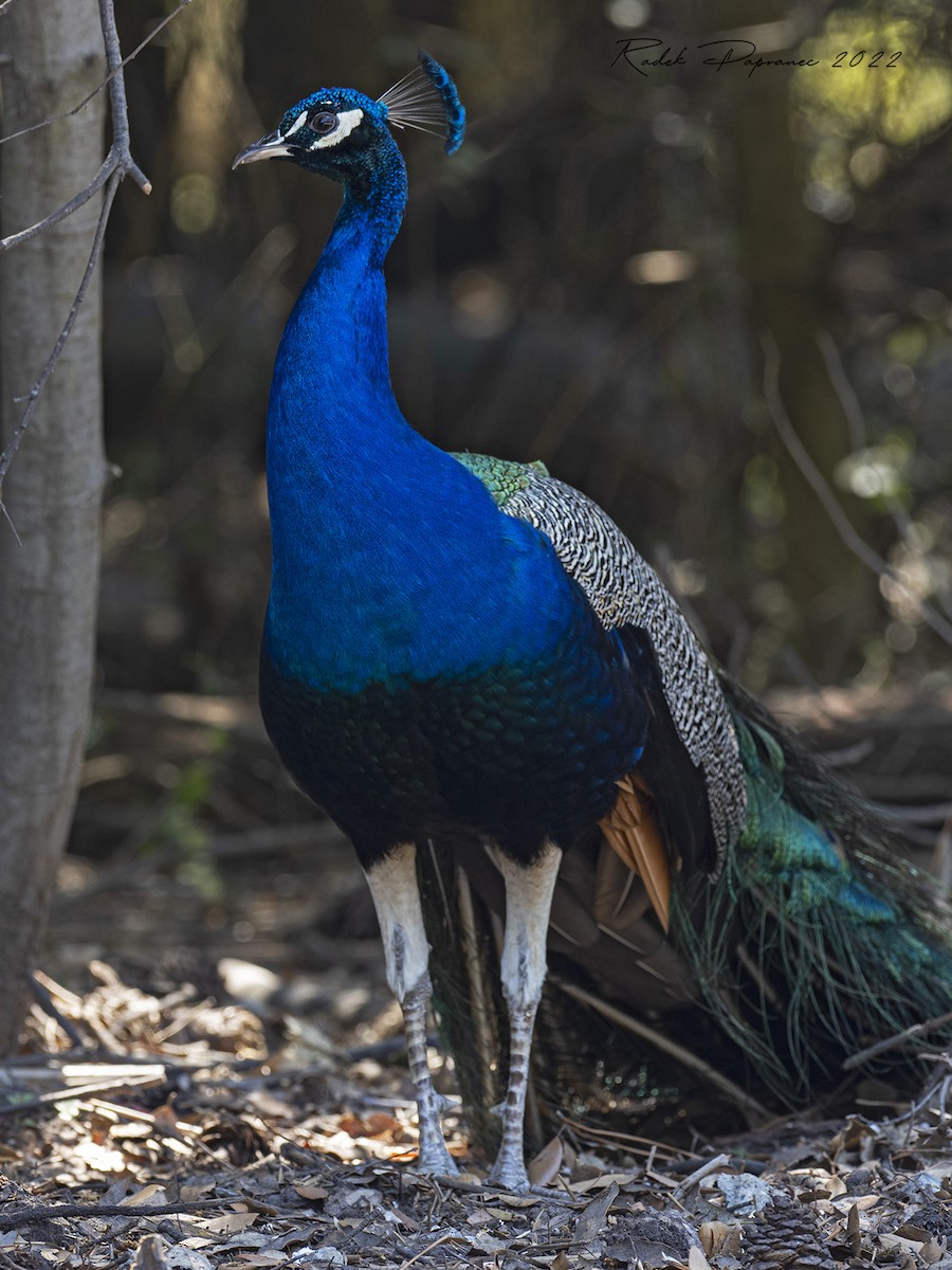 Indian Peafowl - ML464192291