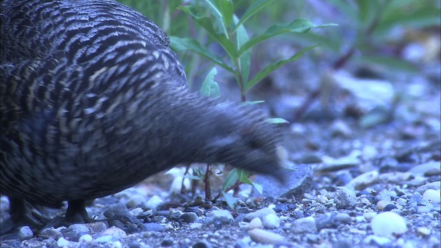 Spruce Grouse (Spruce) - ML464194